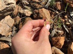 Caladenia leptochila