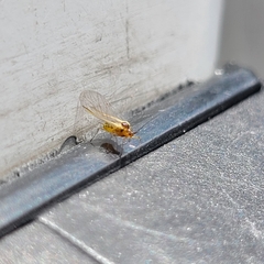 Insecta