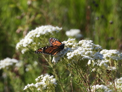 Danaus plexippus plexippus