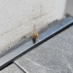 Insecta