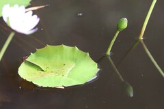 Nymphaea immutabilis