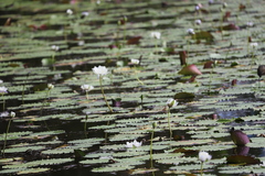 Nymphaea immutabilis