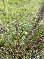 Pimelea humilis