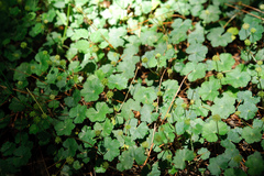 Hydrocotyle setulosa