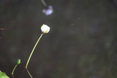 Nymphaea immutabilis