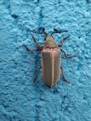 Polytomus marginatus