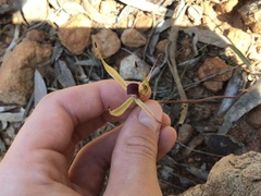 Caladenia leptochila