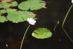 Nymphaea immutabilis