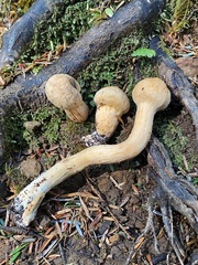 Chroogomphus tomentosus