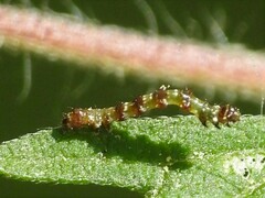 Ponometia erastrioides