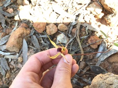 Caladenia leptochila