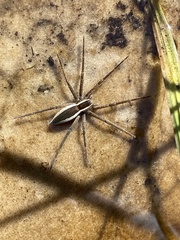 Pisaurina brevipes