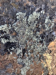 Xanthoparmelia cumberlandia