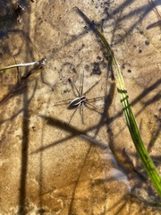 Pisaurina brevipes