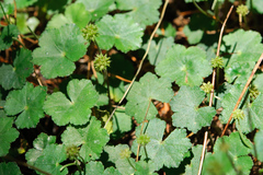 Hydrocotyle setulosa