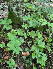 Hydrastis canadensis