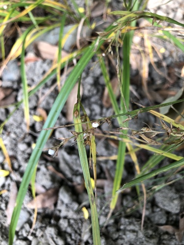 Scleria levis iNat (3)