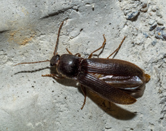 Hemicrepidius nemnonius