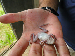 Thoropa miliaris
