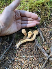 Chroogomphus tomentosus