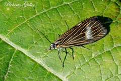 Polypoetes suffumosa