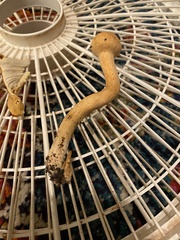 Chroogomphus tomentosus