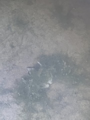 Lithobates sphenocephalus