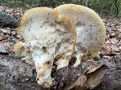 Bresadolia craterella