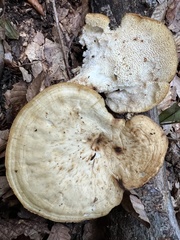 Bresadolia craterella