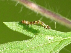 Ponometia erastrioides