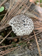 Strobilomyces confusus