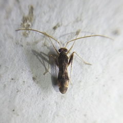 Miridae