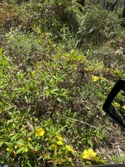 Hibbertia cuneiformis