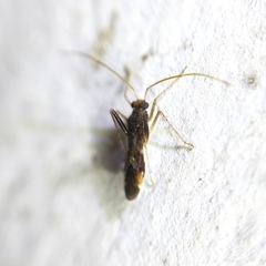 Miridae