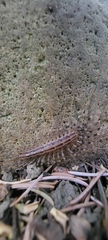 Scutigera coleoptrata