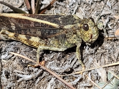 Hippiscini