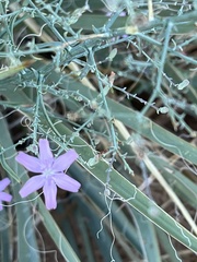 Stephanomeria
