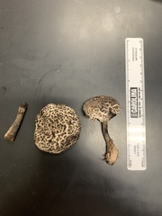 Strobilomyces confusus