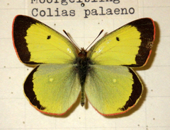 Colias palaeno