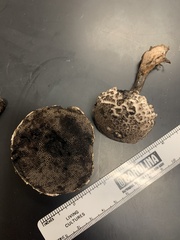 Strobilomyces confusus