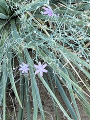 Stephanomeria