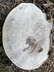 Ganoderma lobatum