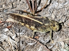 Hippiscini