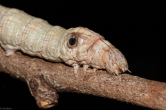 Madoryx oiclus