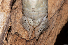 Madoryx oiclus