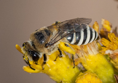Colletes