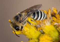 Colletes
