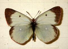 Colias palaeno