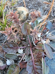 Eriogonum