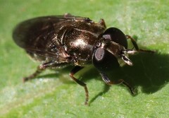 Eumerus